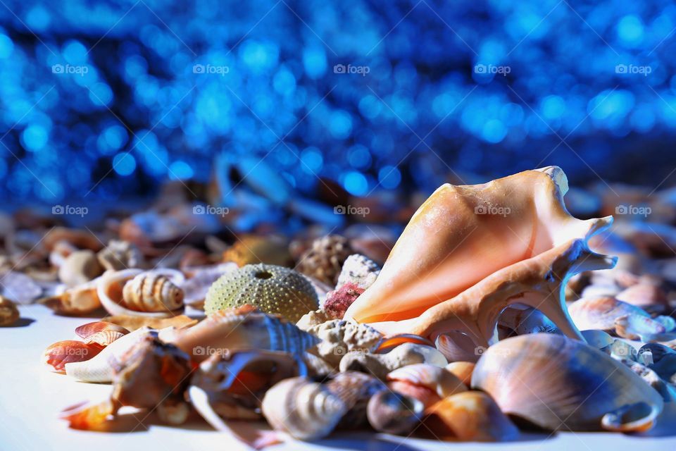 Close-up of a seashell