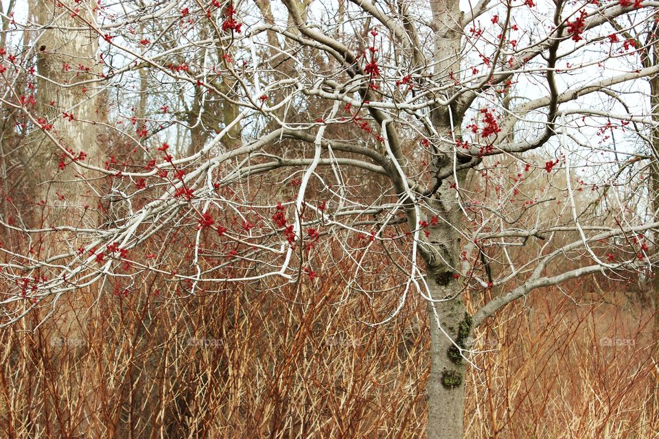 Maple tree buds in spring