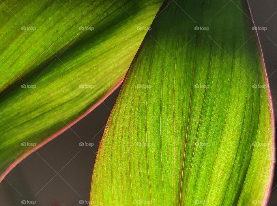 Hi, Plants always the symbol of energy, clean, fresh and bring peaceful. Here is why we love plants and feel it's nature power. The leaf's structure of the Cordyline plant.