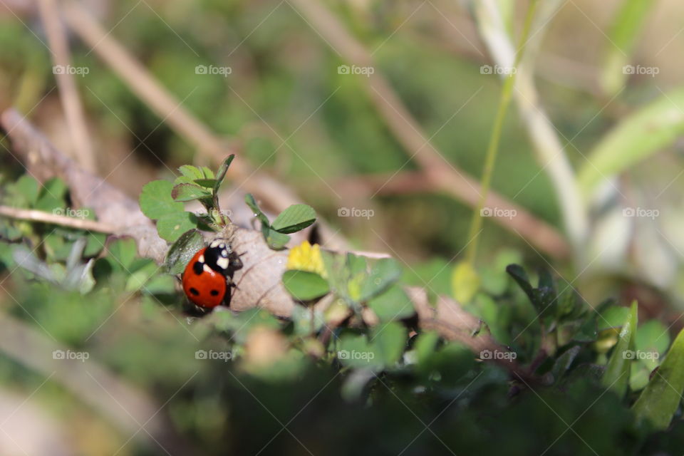ladybug emerging from the shadow