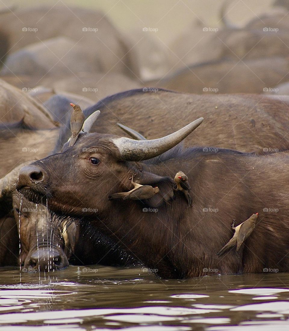 A baby buffalo drinking water with water droplets falling from his mouth 