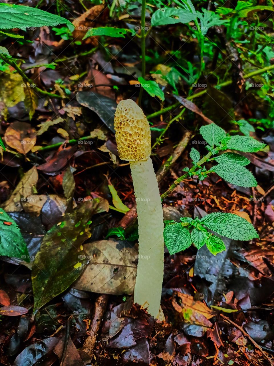 White stinkhorn (Phallus impudicus) on the ground in the tropical of rain forest