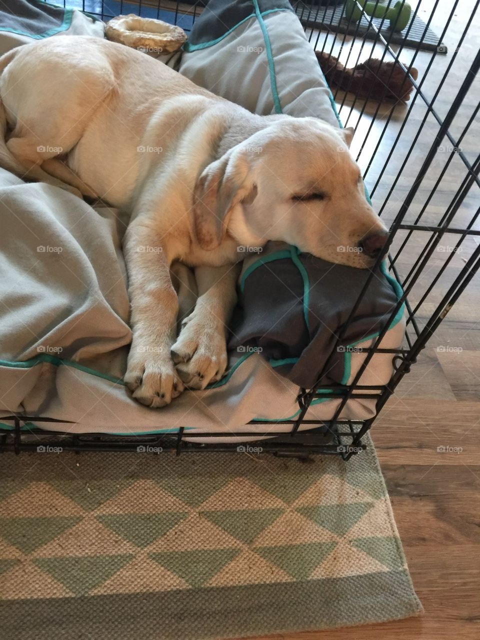 Puppy dreams 