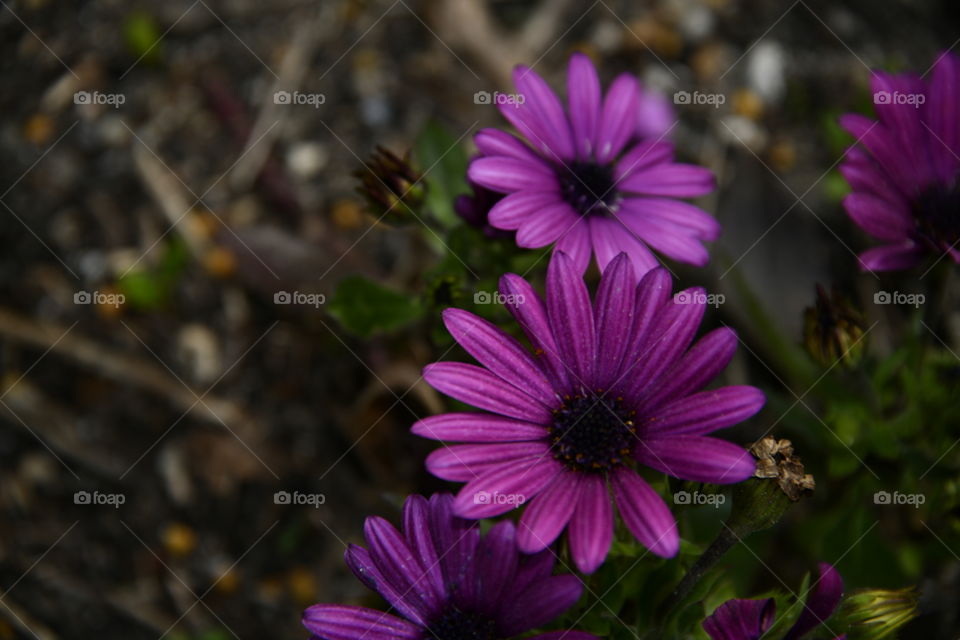 Jardín botánico, Madrid