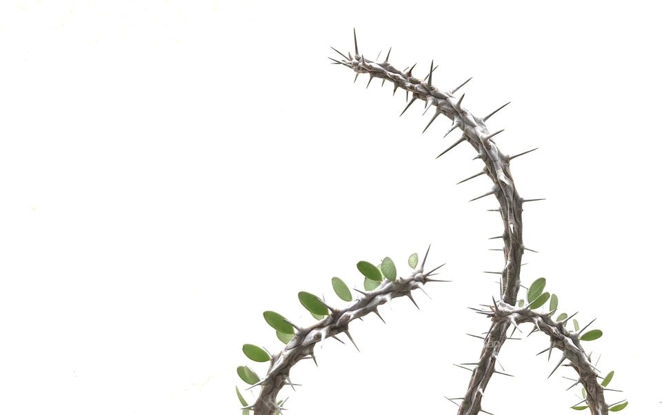 Backgrounds, copy space, plants, Alluaudia procera / Madagascar ocotillo