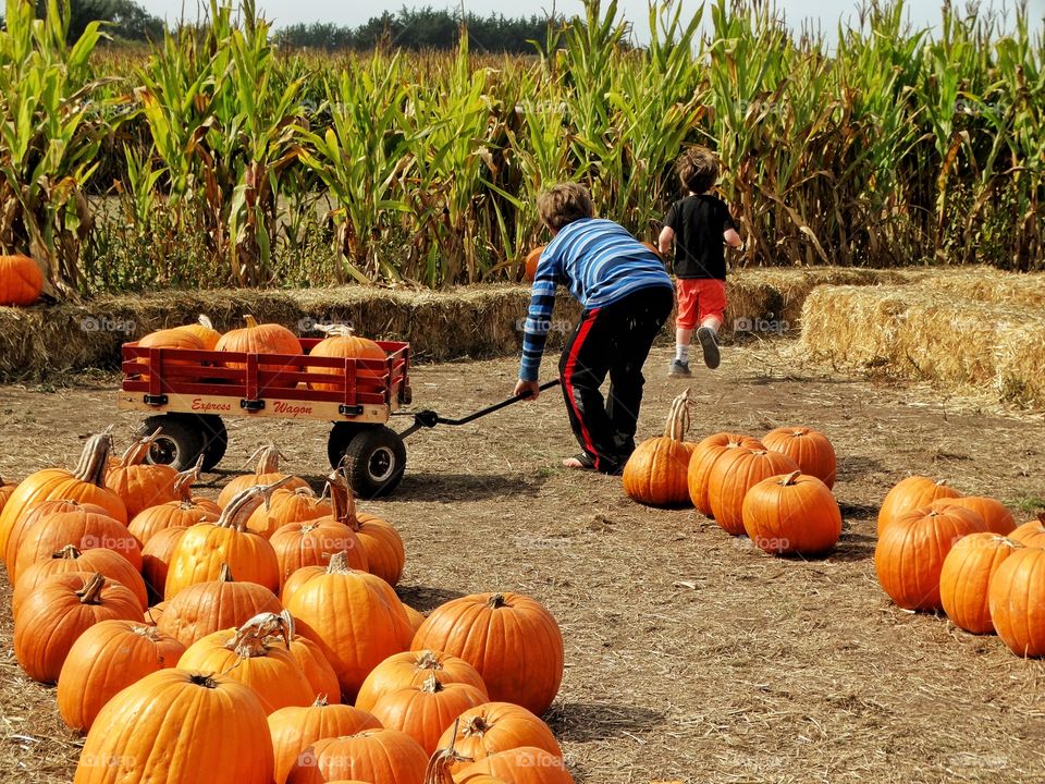Young Brothers At The Pumpkin Patch
