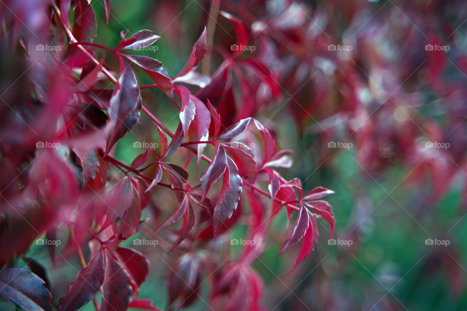 Magenta wild grape leaves