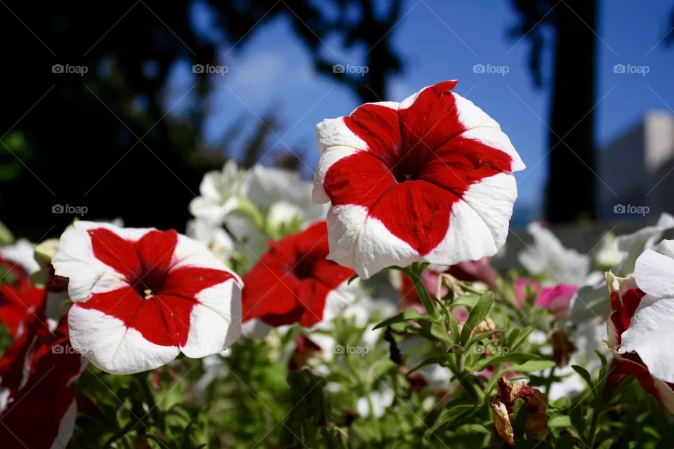 Flowers