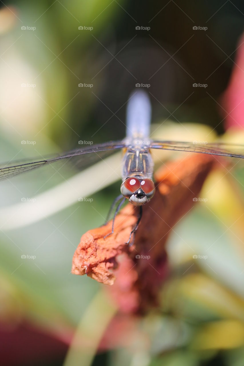 blue dasher dragonfly