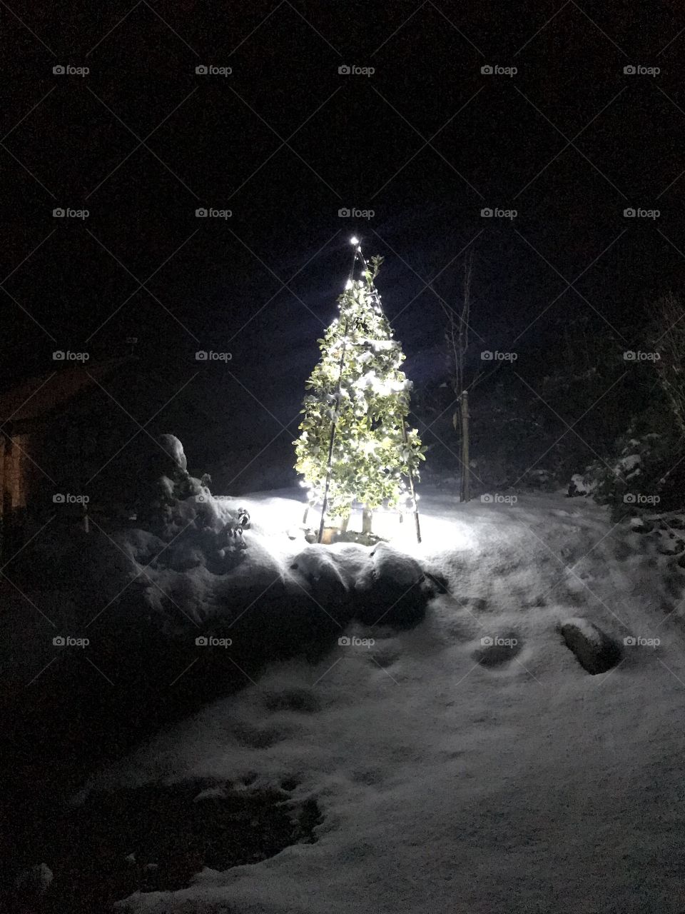 Tree light snow winter