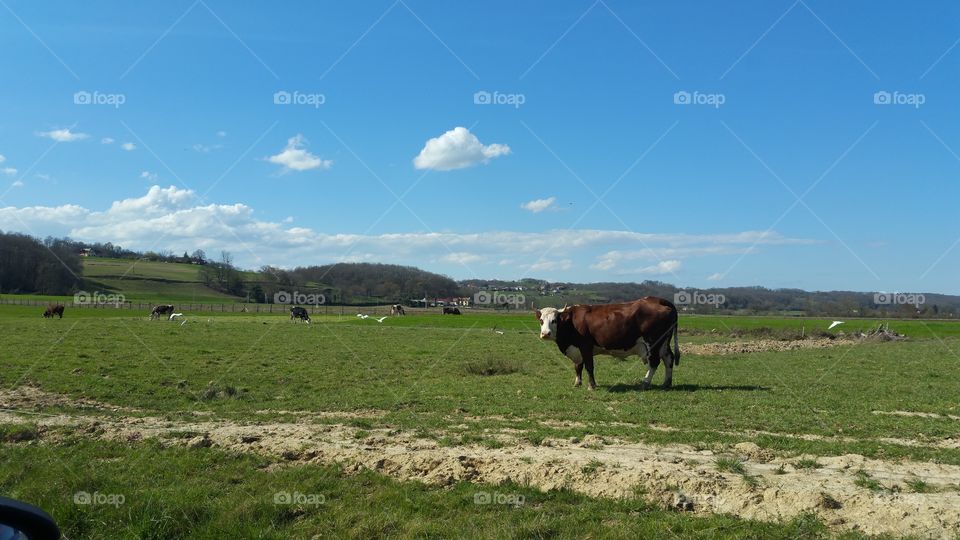 Cattle, Agriculture, Livestock, No Person, Mammal