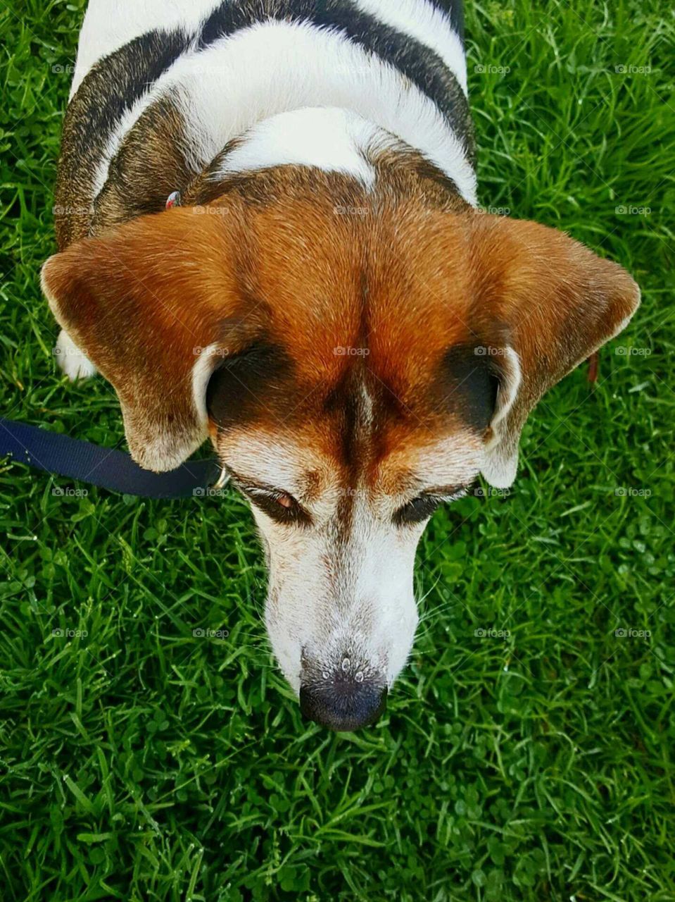 Droplets on Dog's Nose