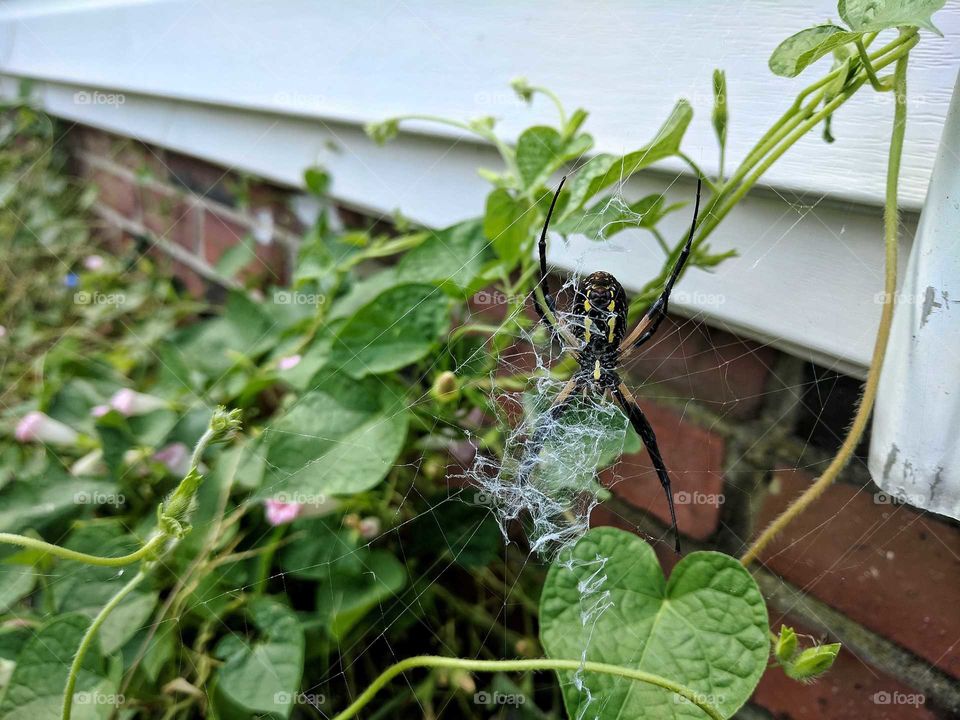 garden spider