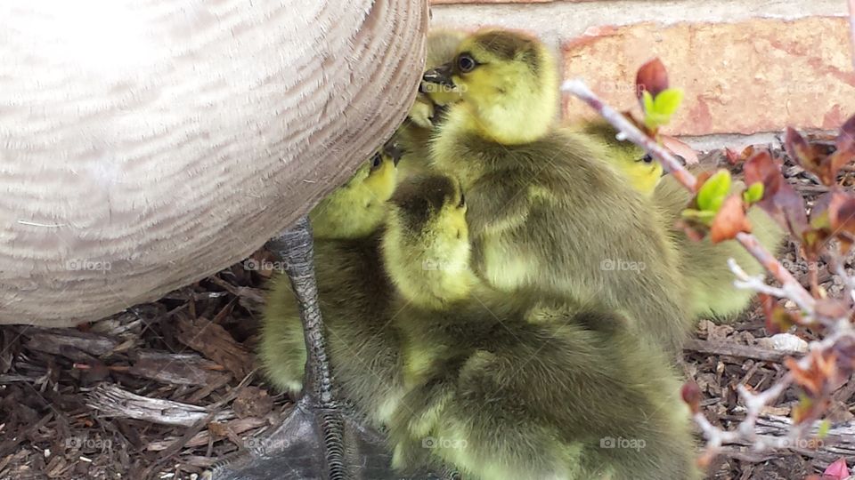 Baby goslings