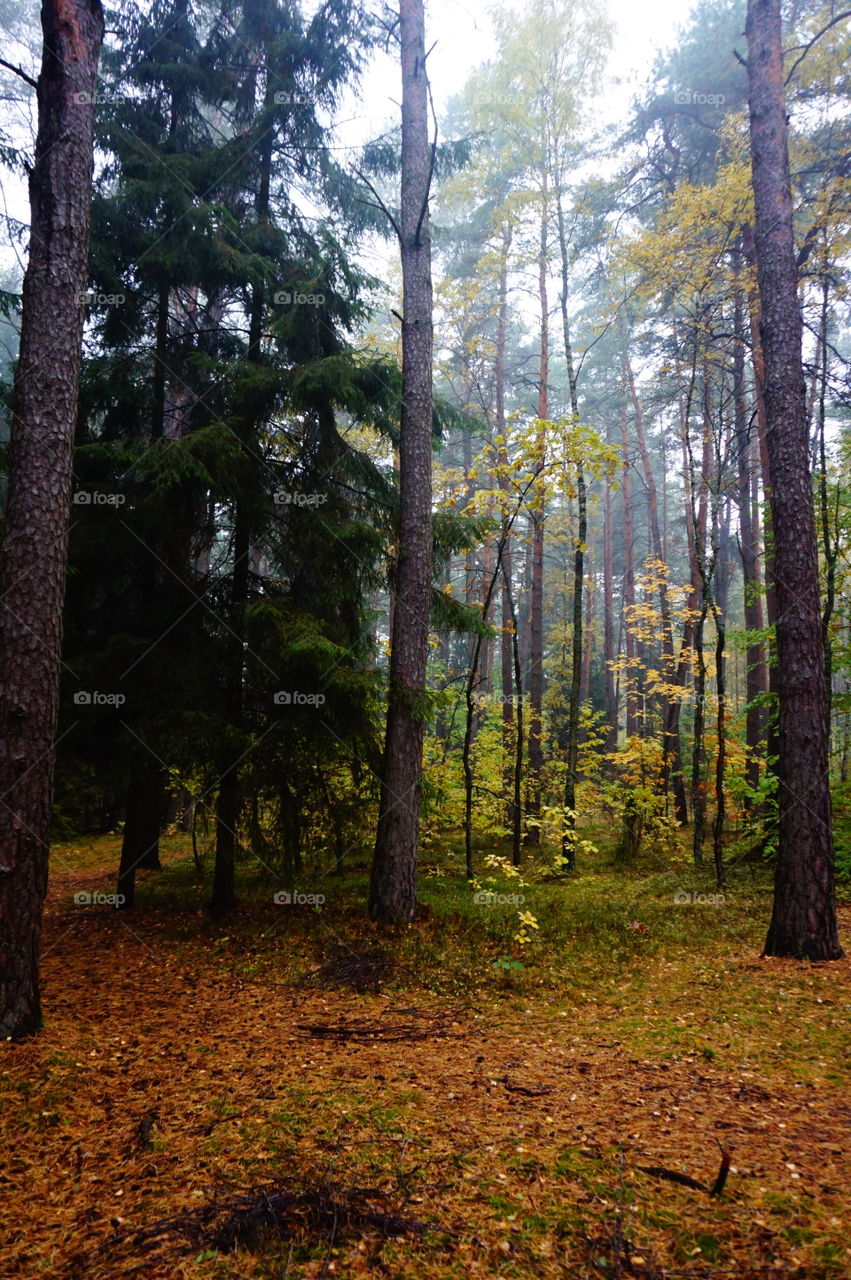 View of forest during autumn
