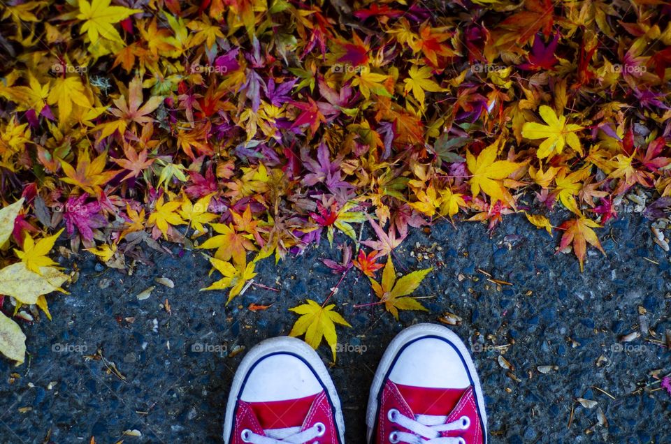 Fall leaves 