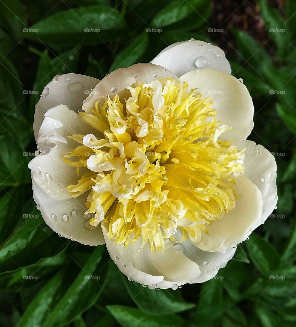 From the garden. Peony from garden