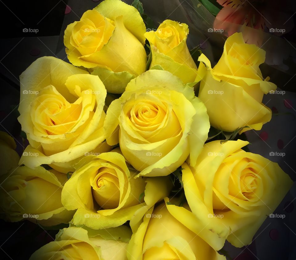 Deep yellow roses
