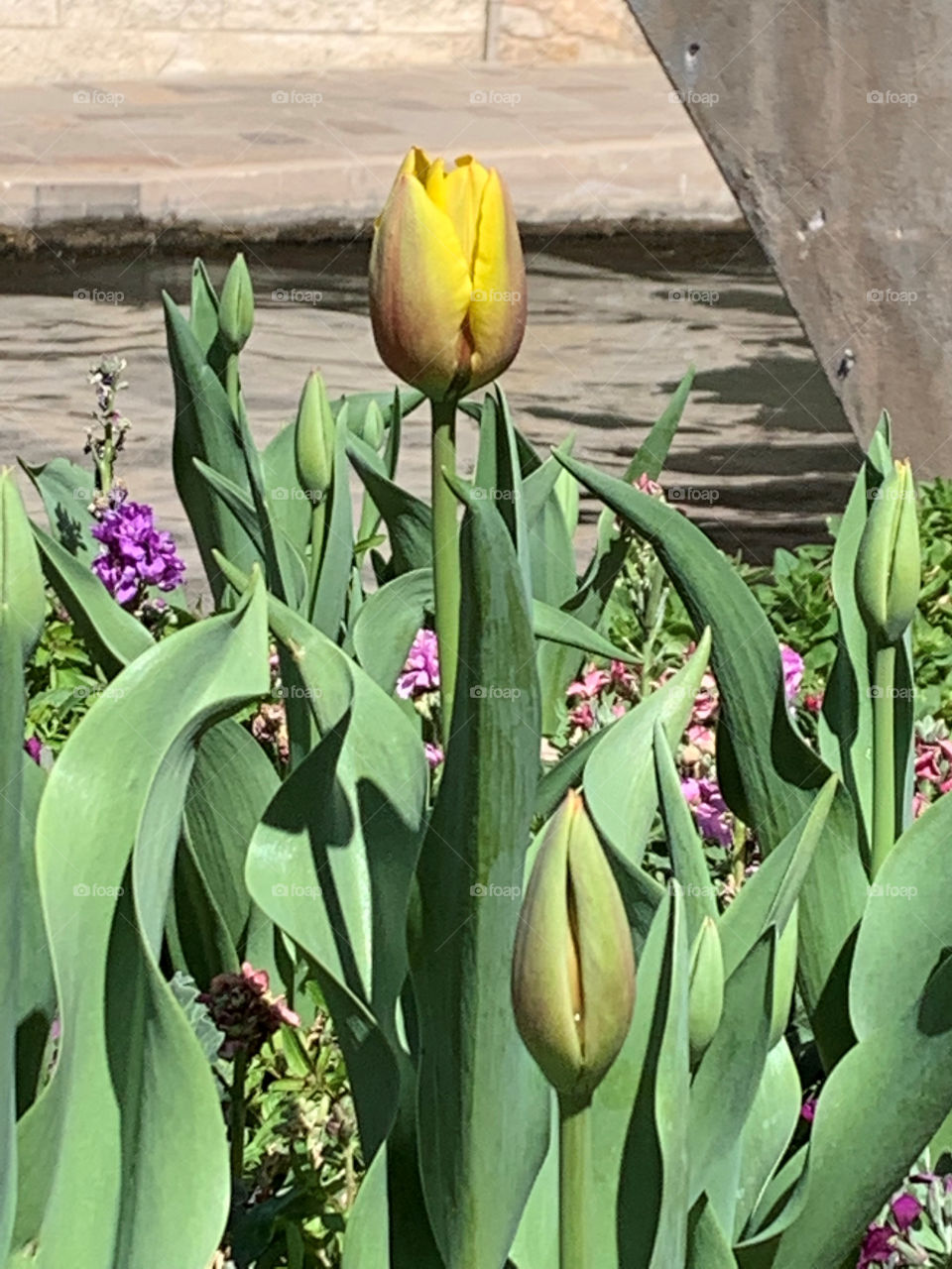 Tulips