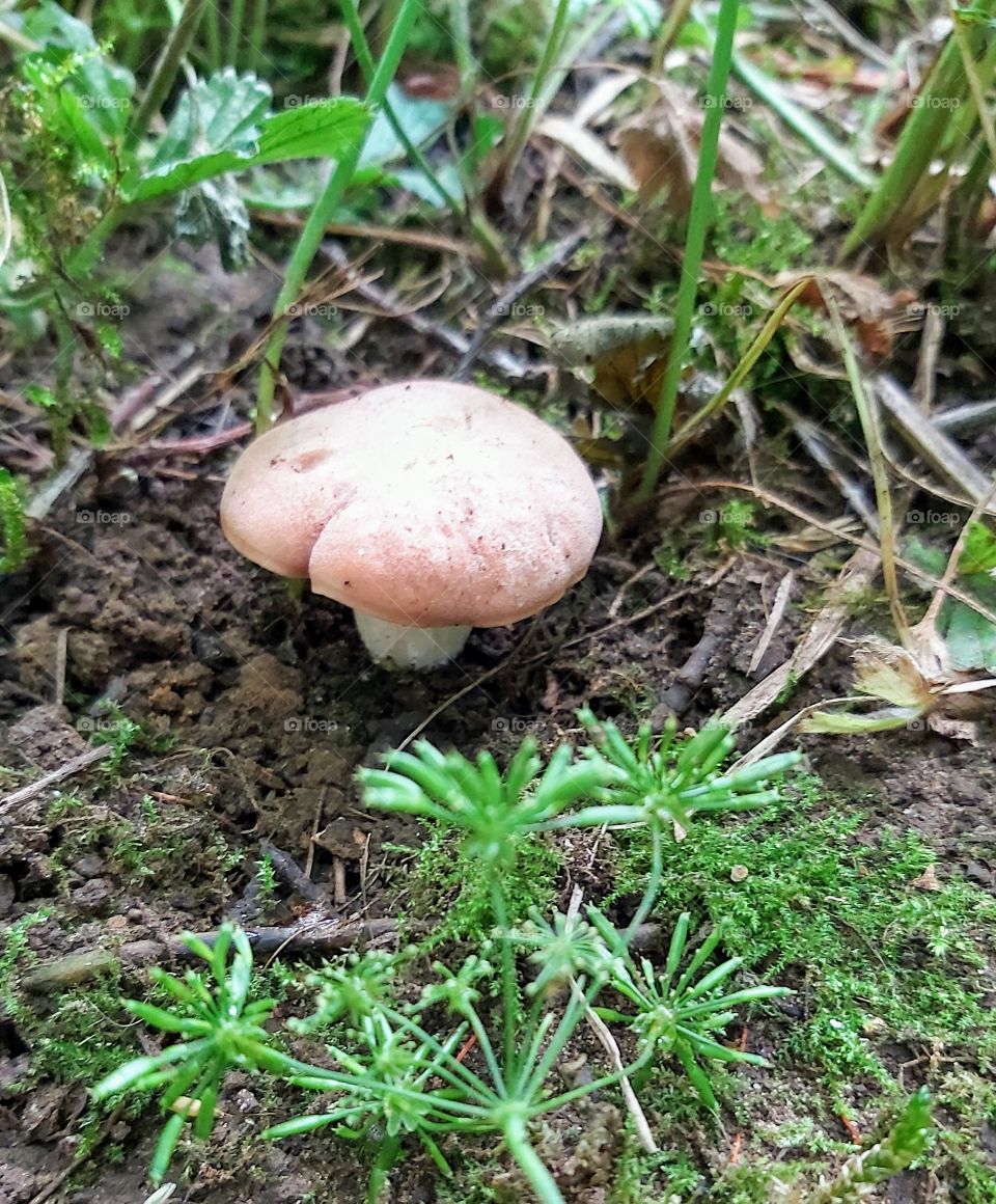 Champignon