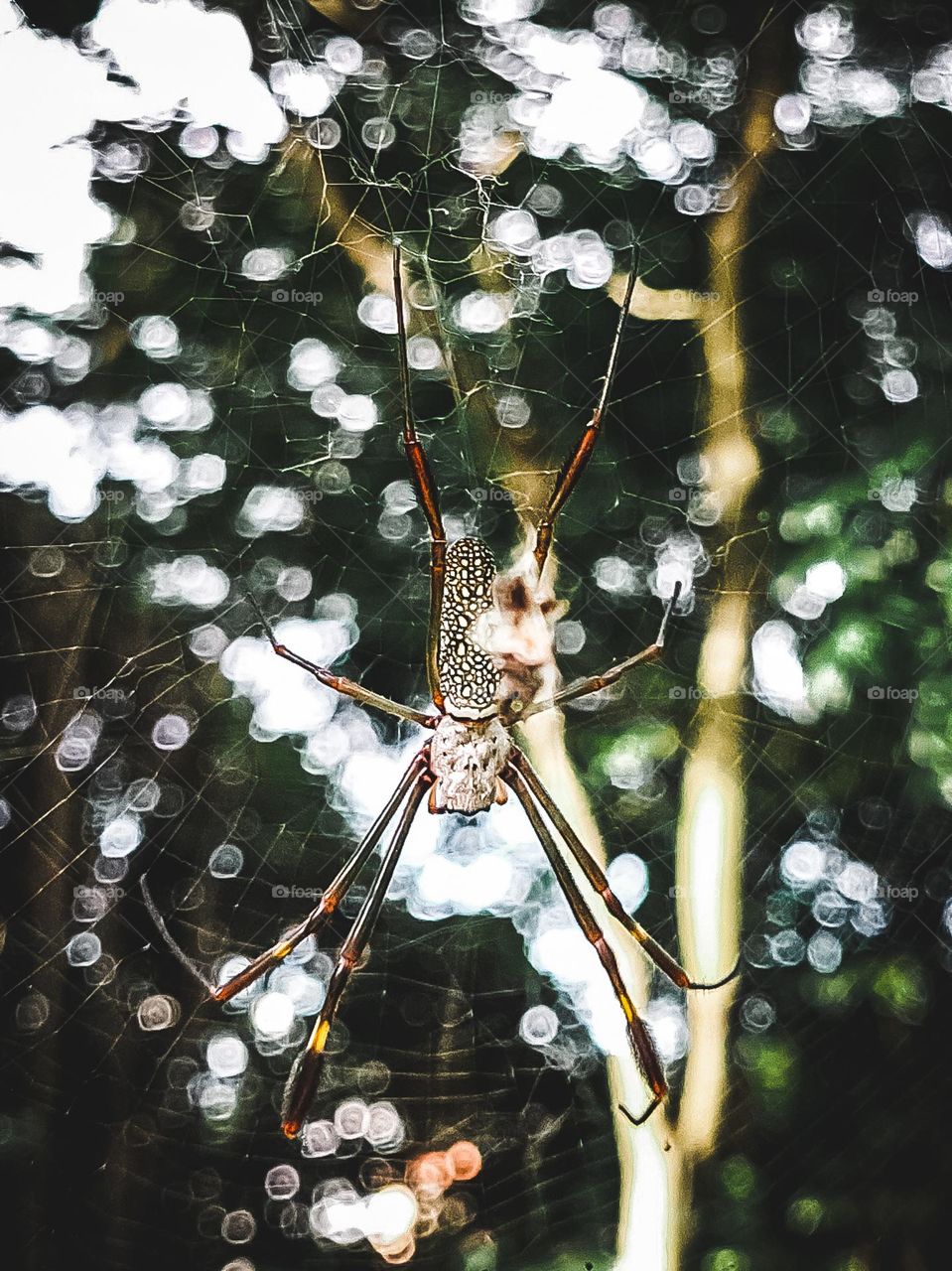 Aranha no contra-luz da manhã
