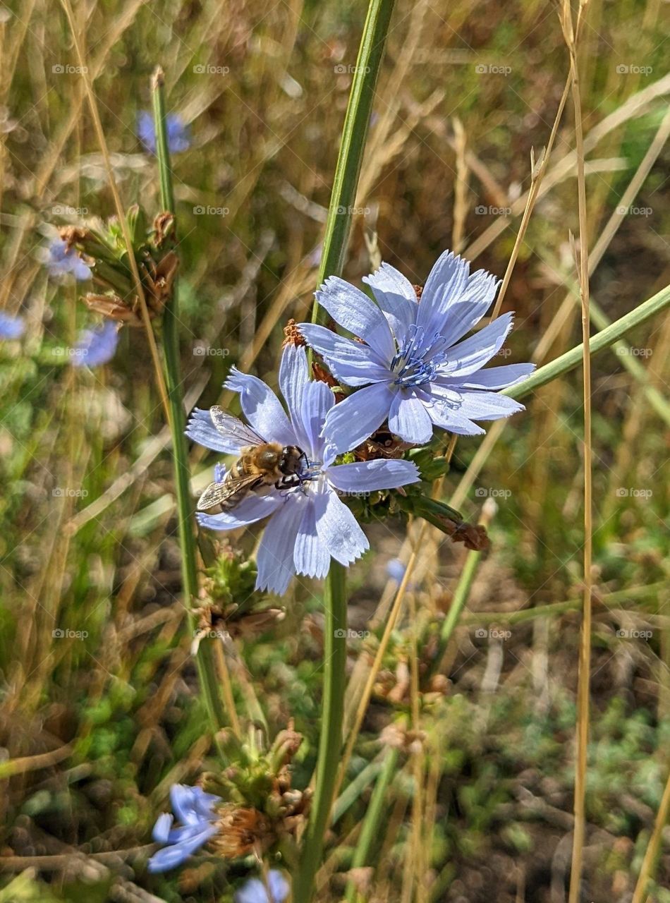 bee on the flowers