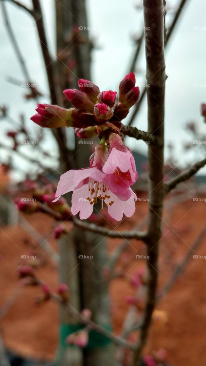 Flower, No Person, Tree, Nature, Branch