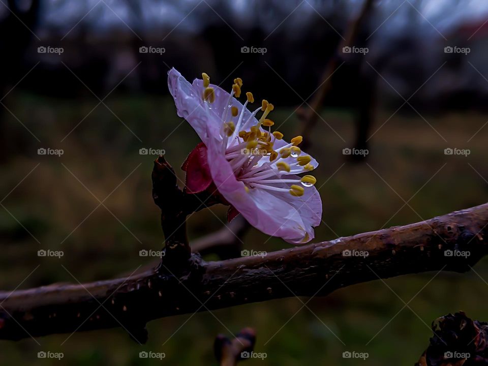 prunus mume