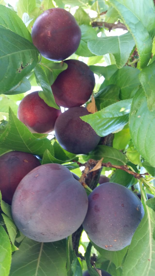 Ripe plums ready to be picked