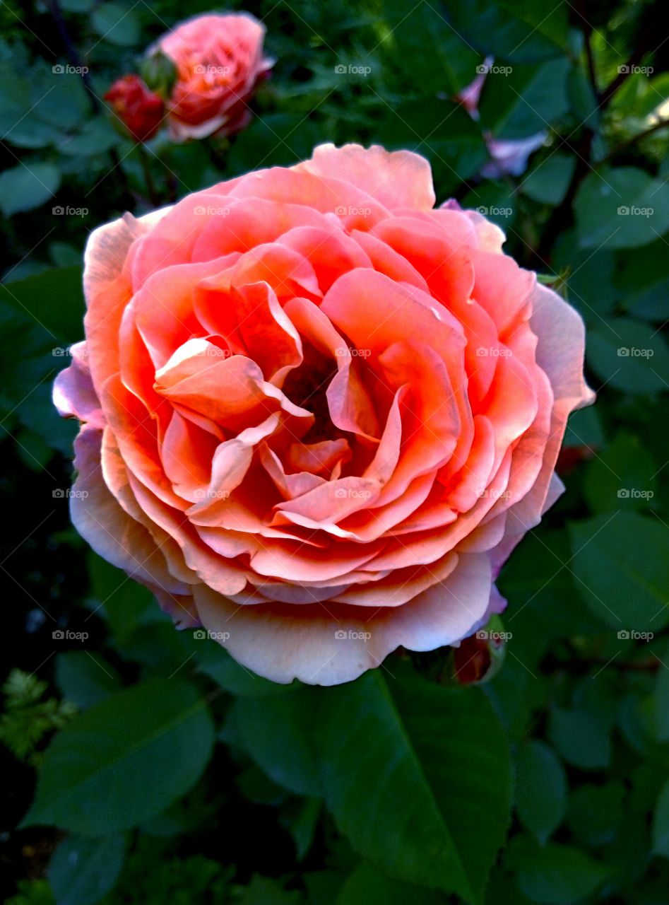 Close-up of a orange rose