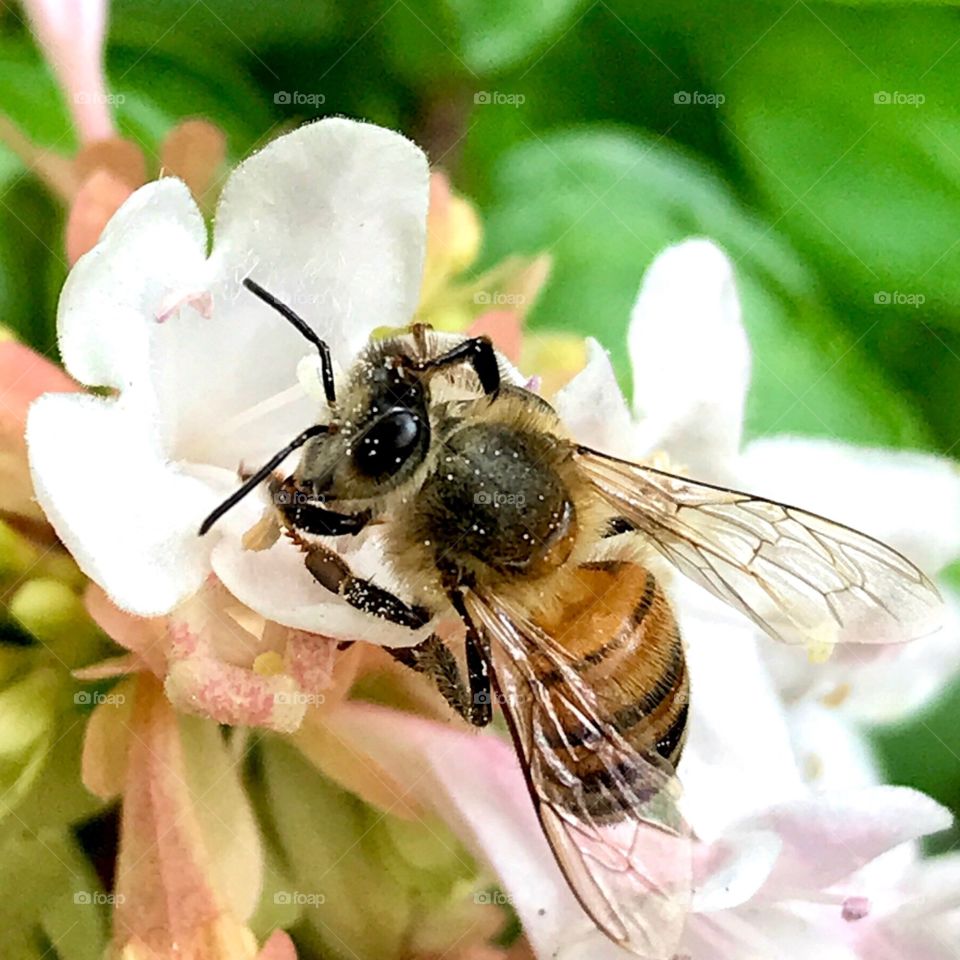 A thirsty little honey bee land on pink flowers for a tasty feast and then spreads his wings and samples another 🐝