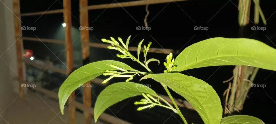 Night blooming jasmine flower_plant