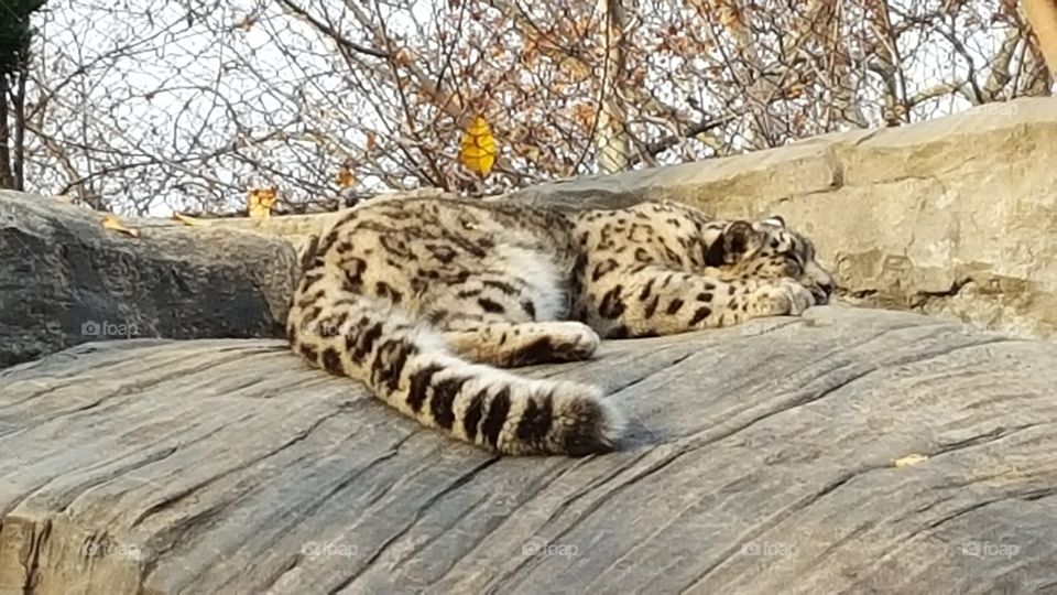 Snow Leopard on Rock