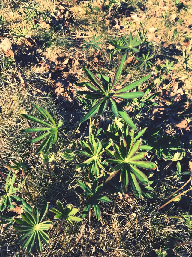 Nature