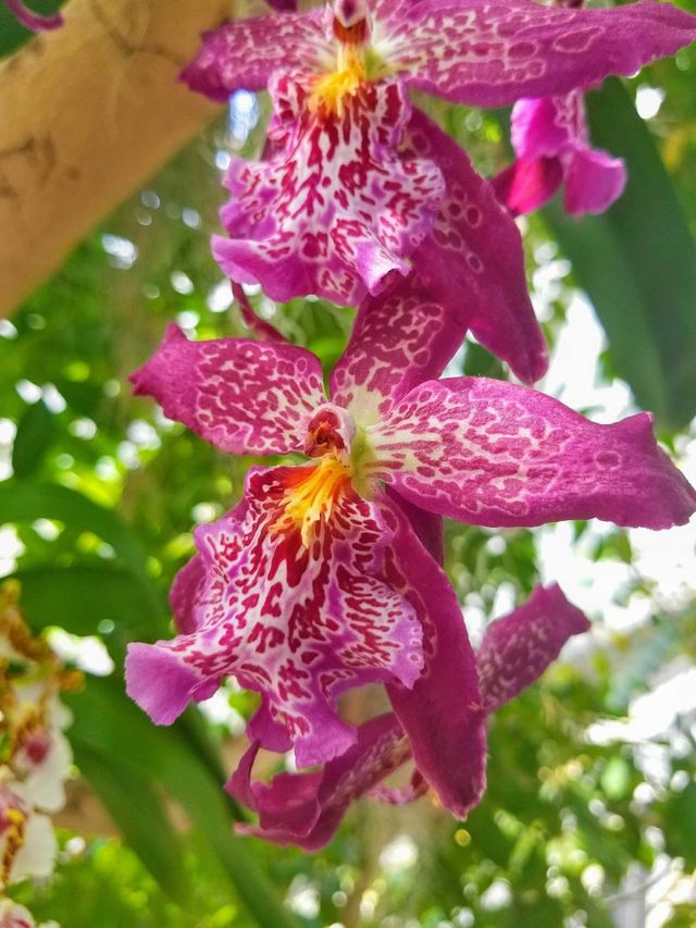 pink flowers