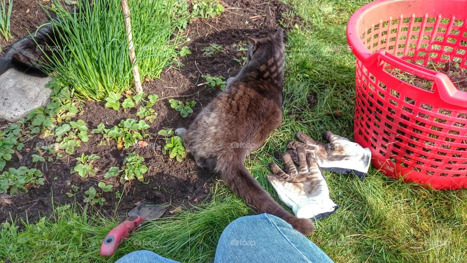 cat gardening . cat gardening 