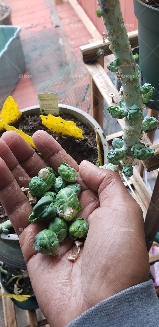 Growing Successful Baby Brussels Sprouts Indoors