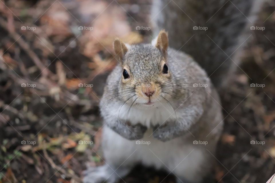 You talking to me? - said the squirrel 