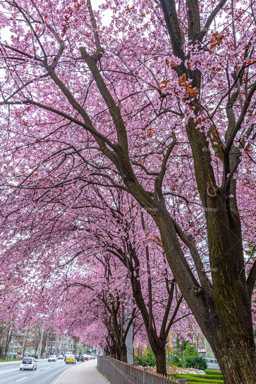 Cherry plum trees