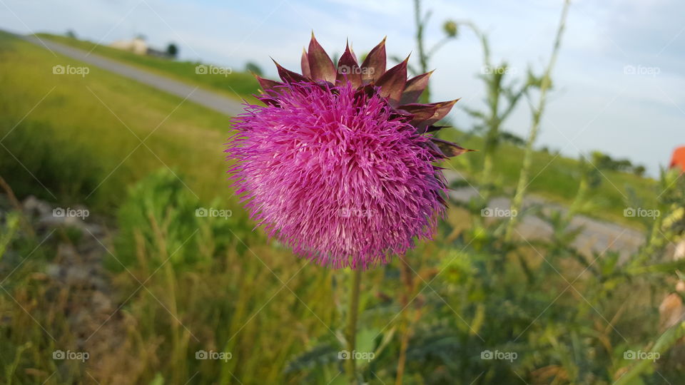 Thistle bloom