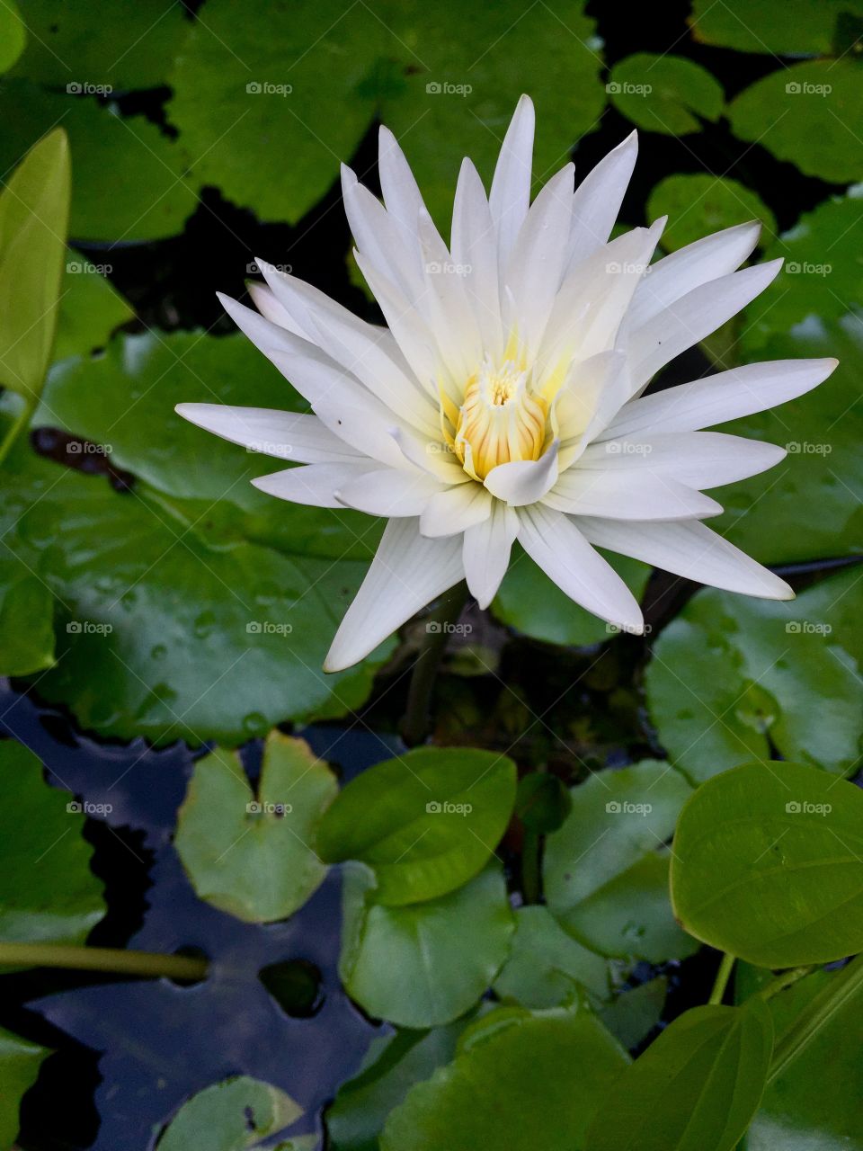 Lotus flowers 