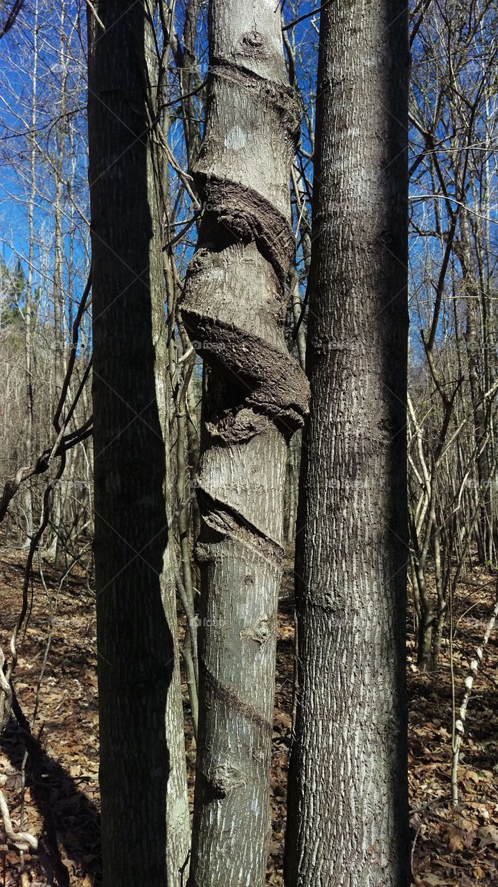 Nature is it's own art, with no limitations