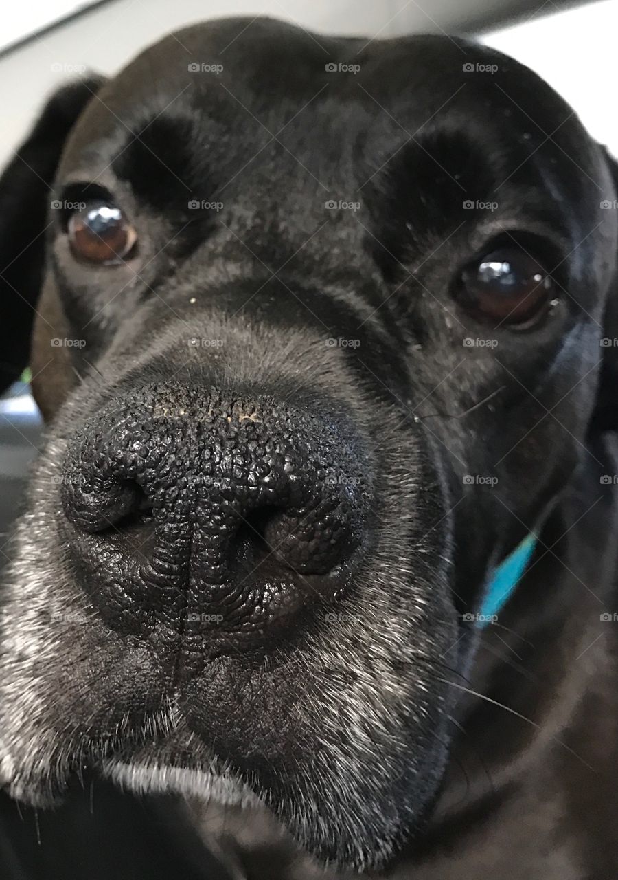 Another close up of Dexter...I just can't resist!