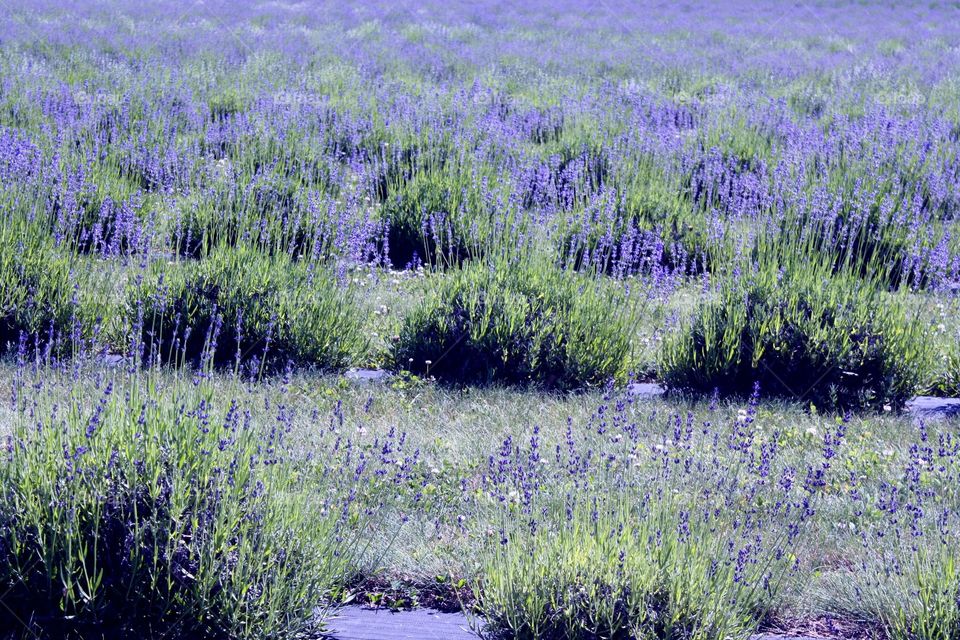 Lavender field