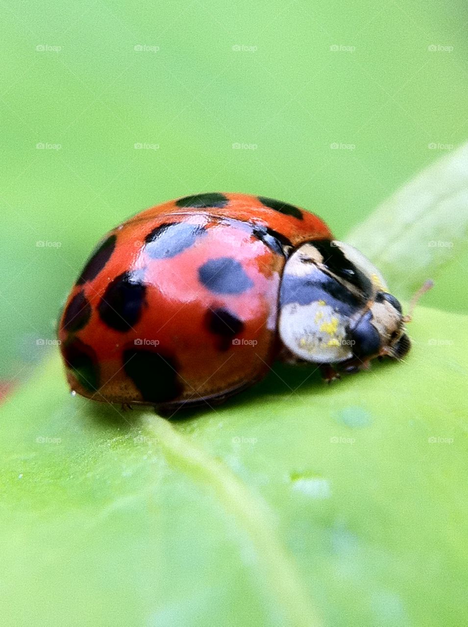 Macro of Ladybird