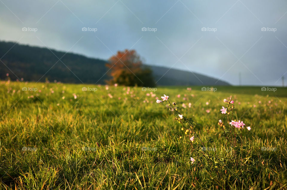 Grass, Nature, Landscape, Field, Sun