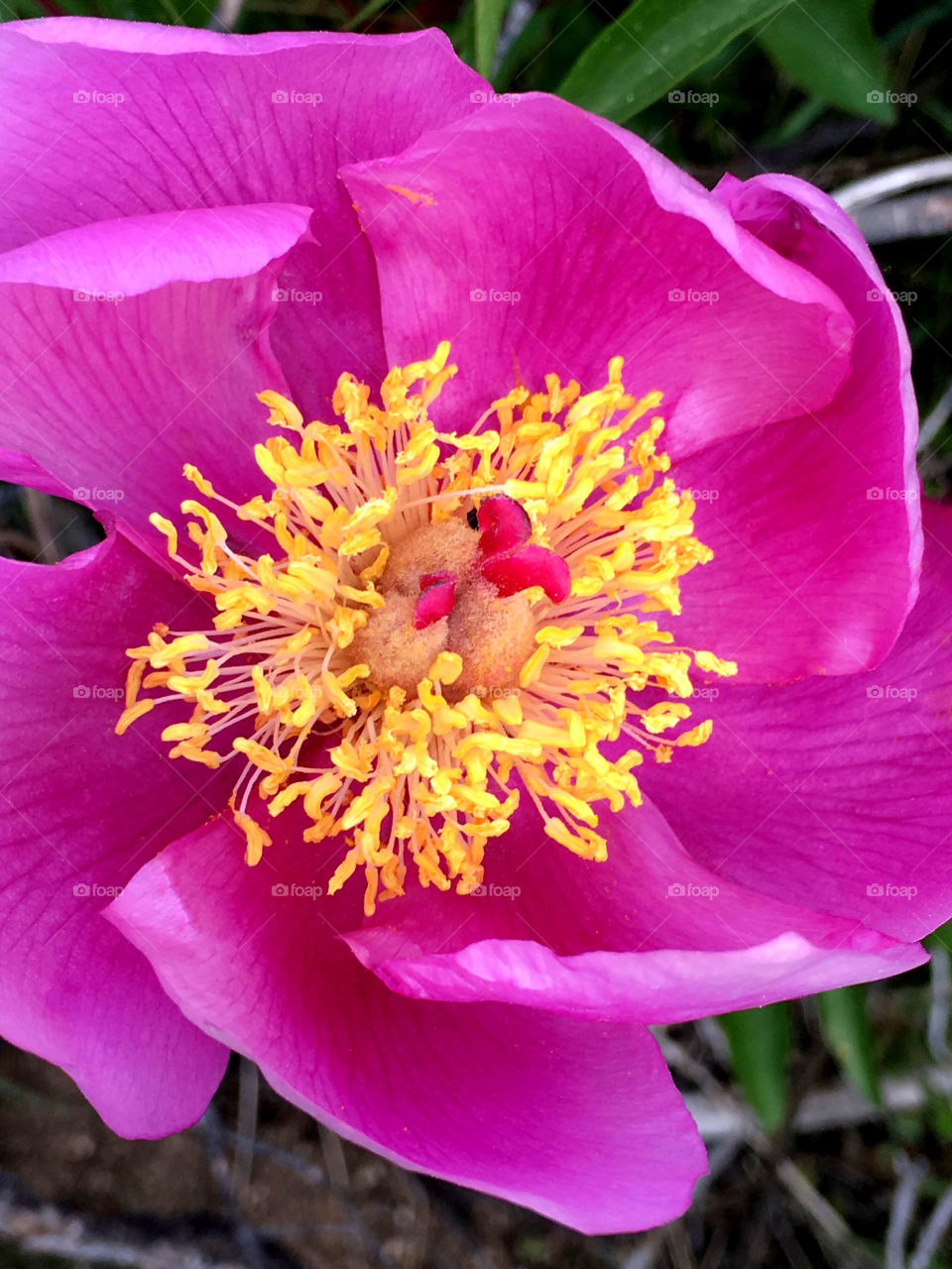 Pistils and stamens of a flower, yellow and pink colors
