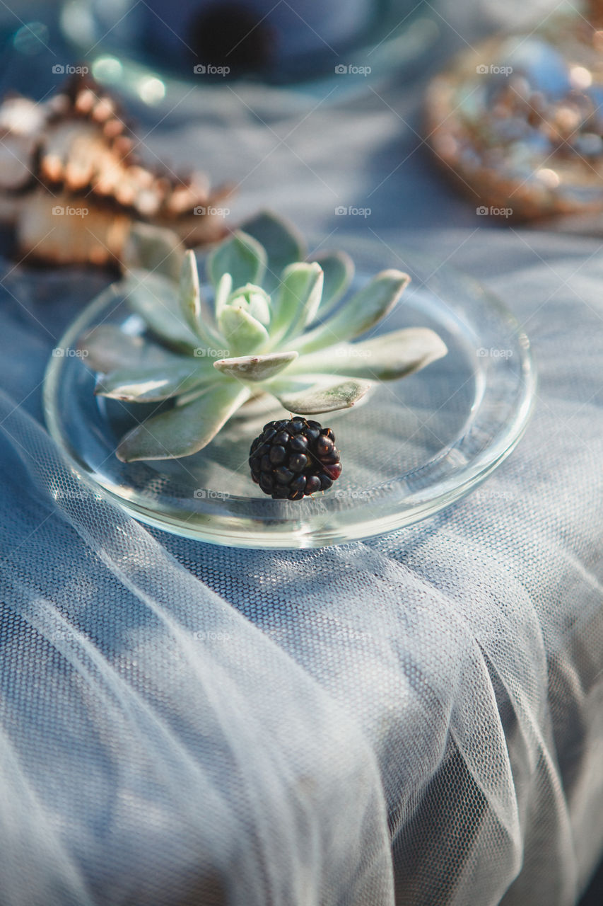 succulent with blueberry