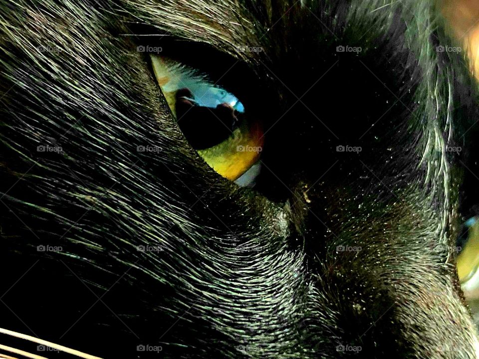 close photo of a black, bombay cat.