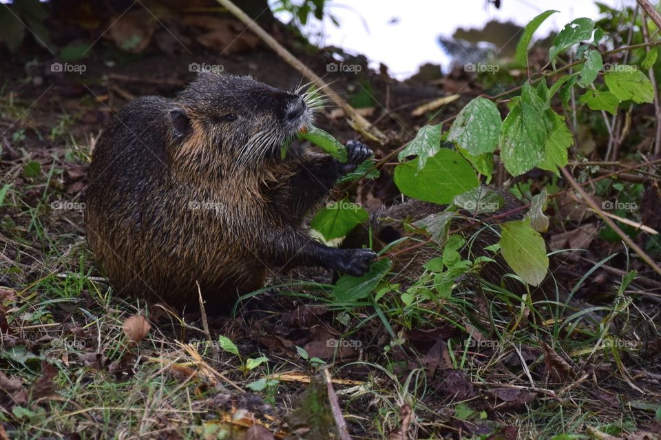 The green salad breakfast of nutria